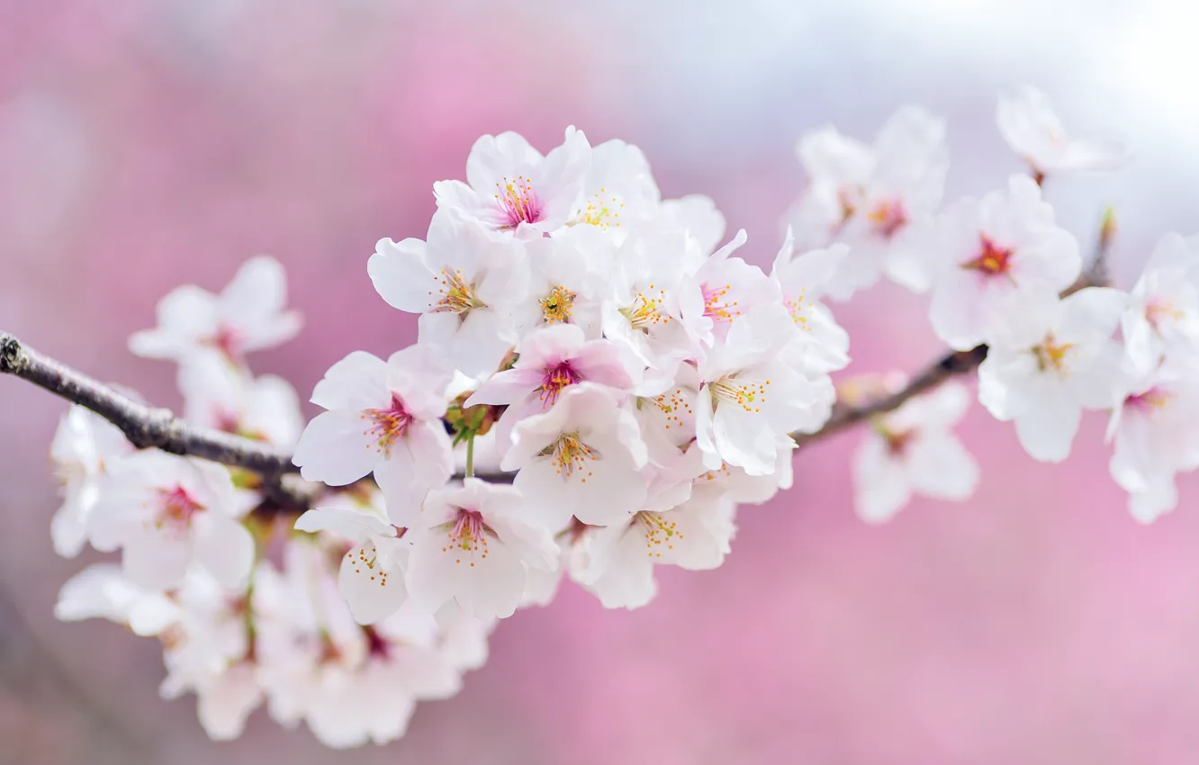 Фото обои цветы, вишня, ветка, весна, сакура, белые, розовый фон, цветение