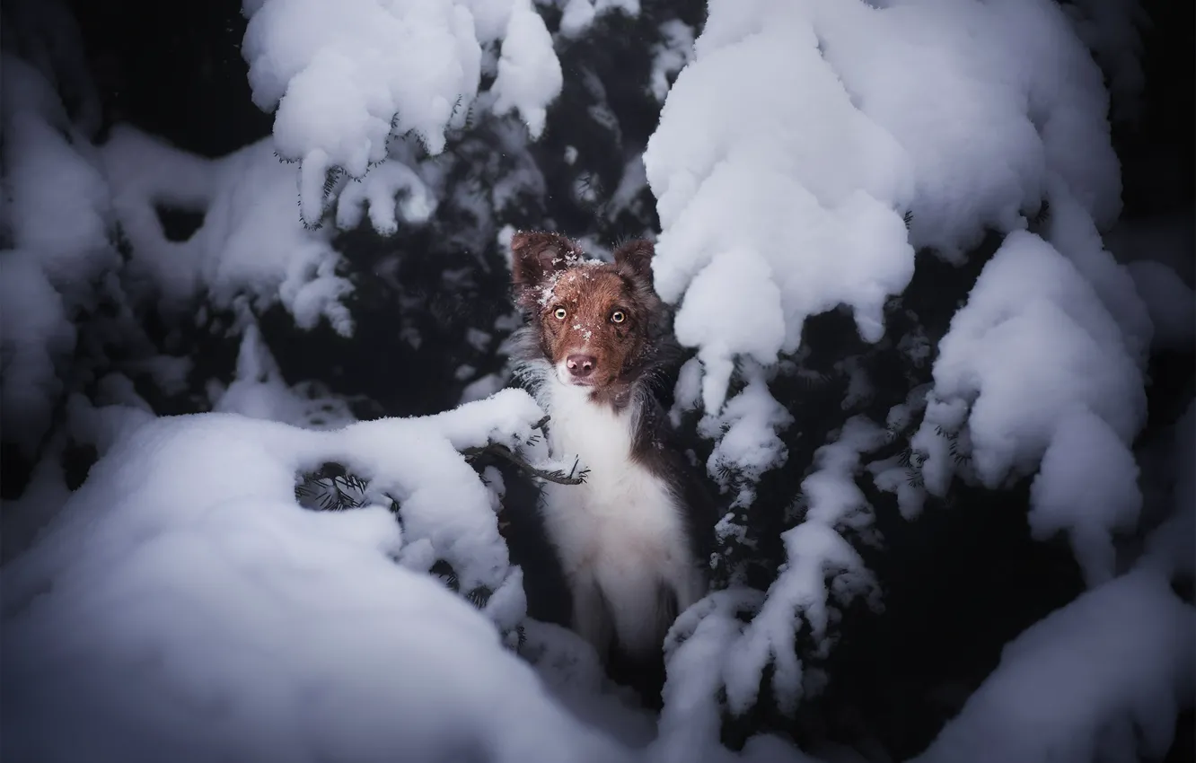 Фото обои зима, лес, взгляд, морда, снег, ветки, ель, собака