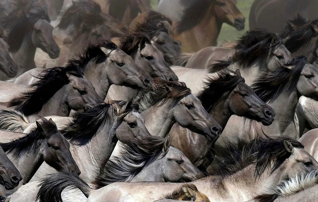 Фото обои animal, fast, running, wild horses
