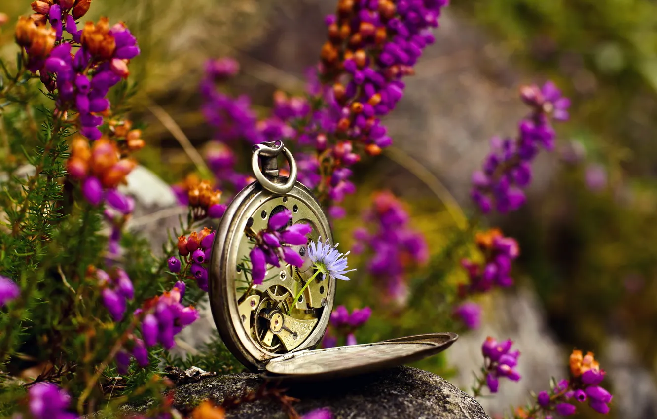Фото обои макро, цветы, часы