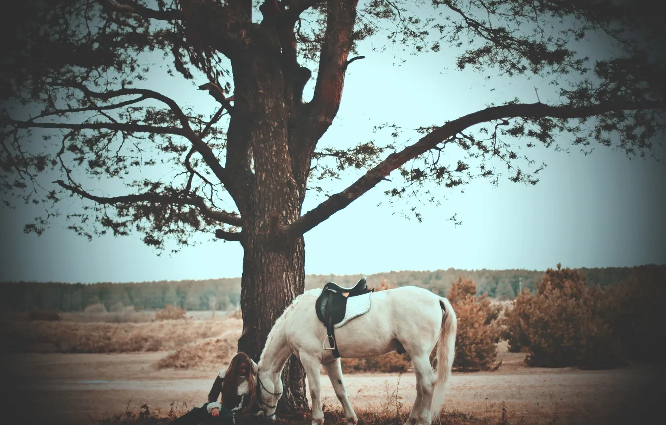 Фото обои дерево, лошадь, Девушка