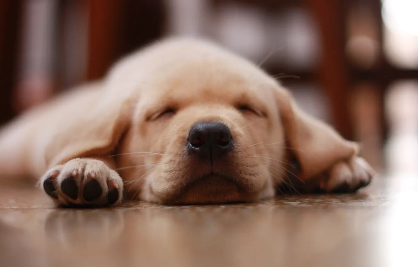 Фото обои собака, нос, пол, щенок, puppy, dog, floor, nose