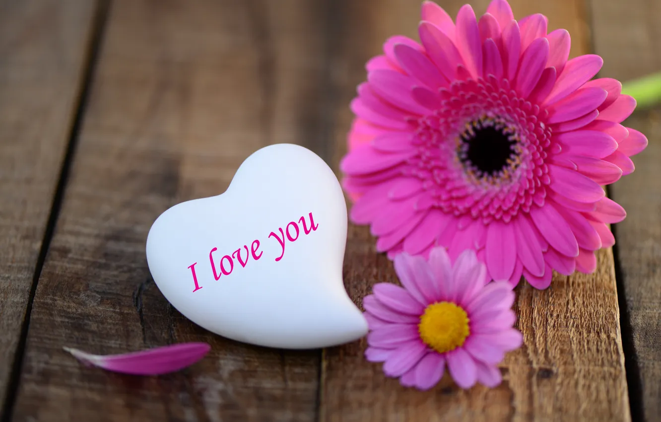 Фото обои цветок, любовь, праздник, сердце, love, flower, heart, гербера