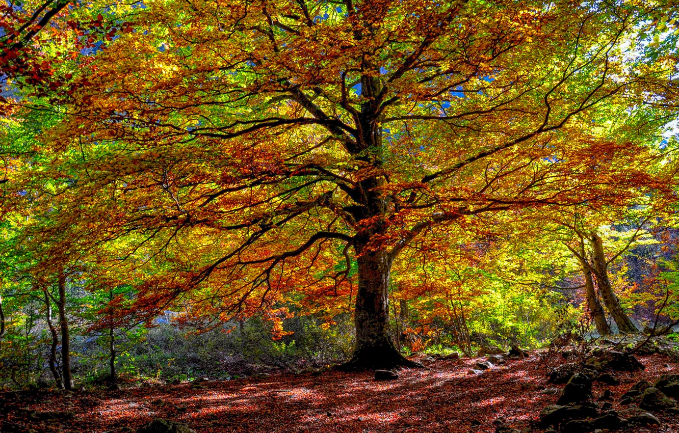 Фото обои осень, лес, листья, дерево