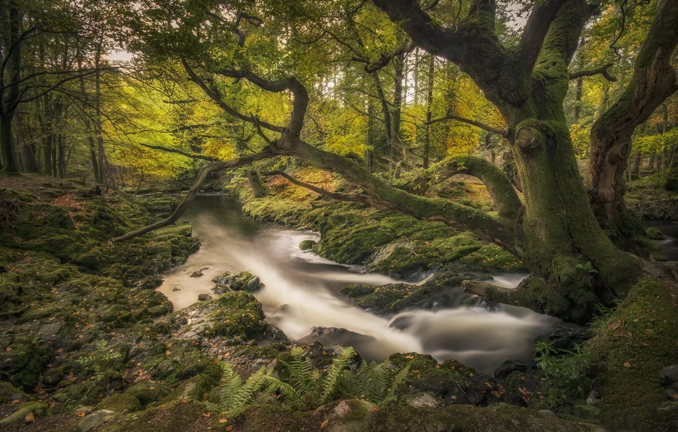 Фото обои лес, река, ручей