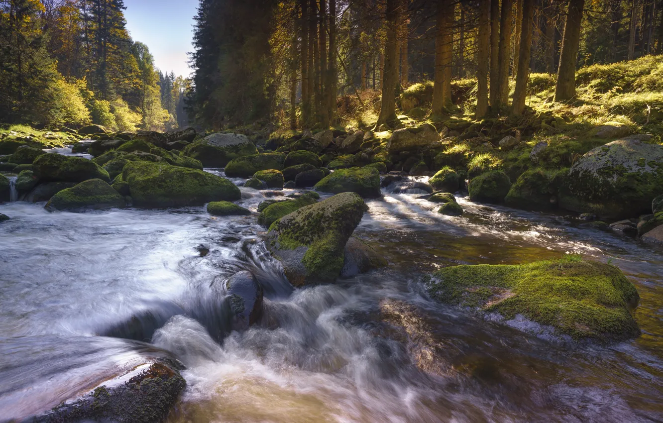 Фото обои осень, лес, деревья, пейзаж, природа, река, камни, мох