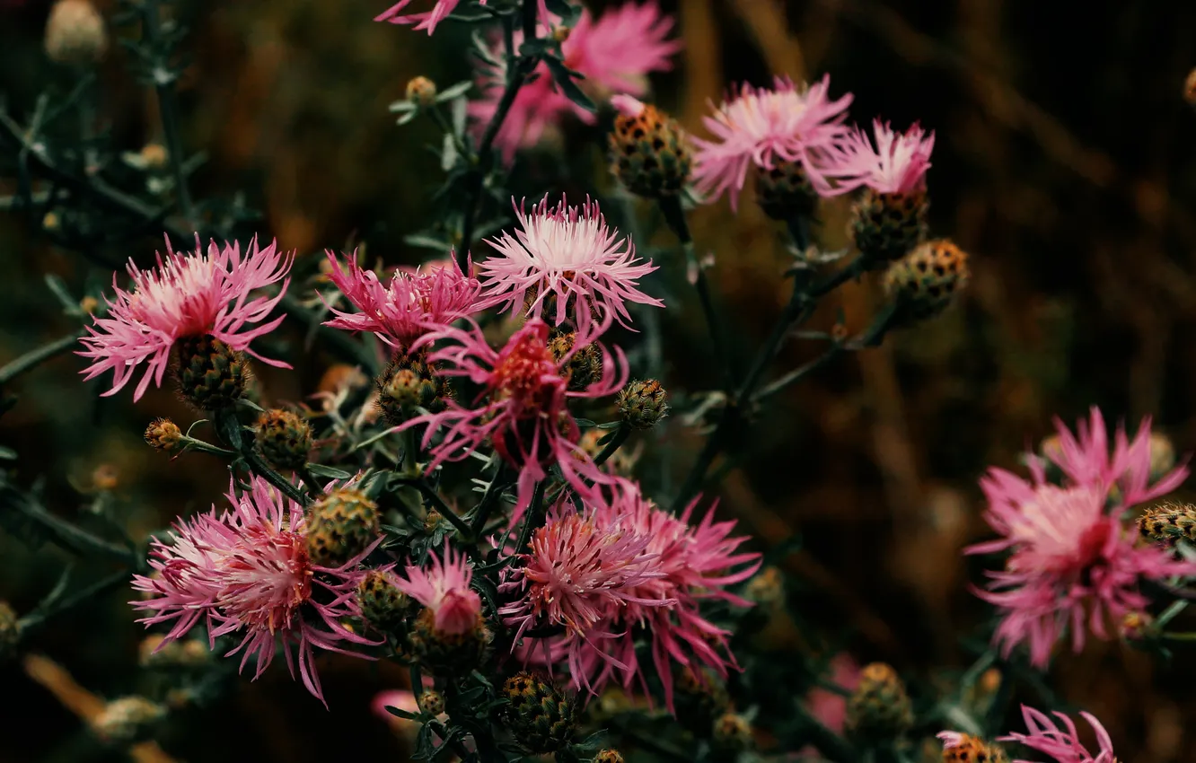 Фото обои flower, pink, meadow