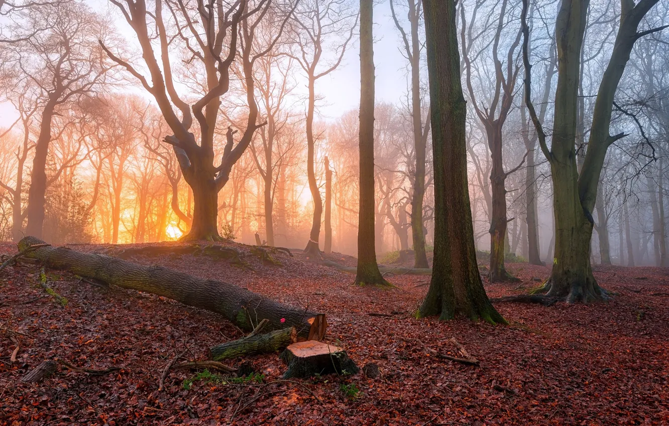 Фото обои лес, деревья, туман, утро