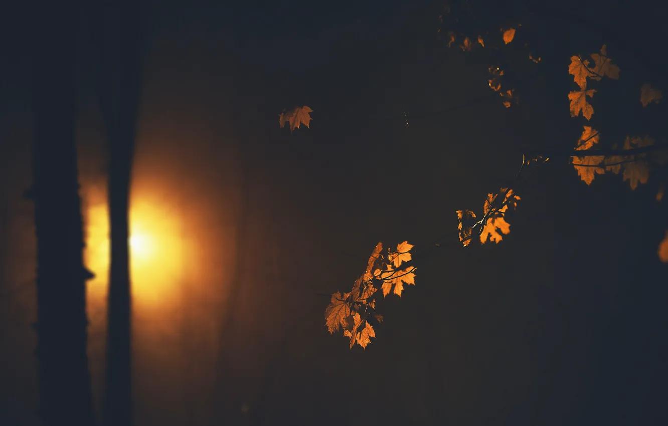 Фото обои листья, ночь, природа