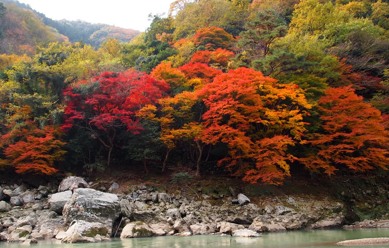 Фото обои осень, лес, деревья, река, камни, красота