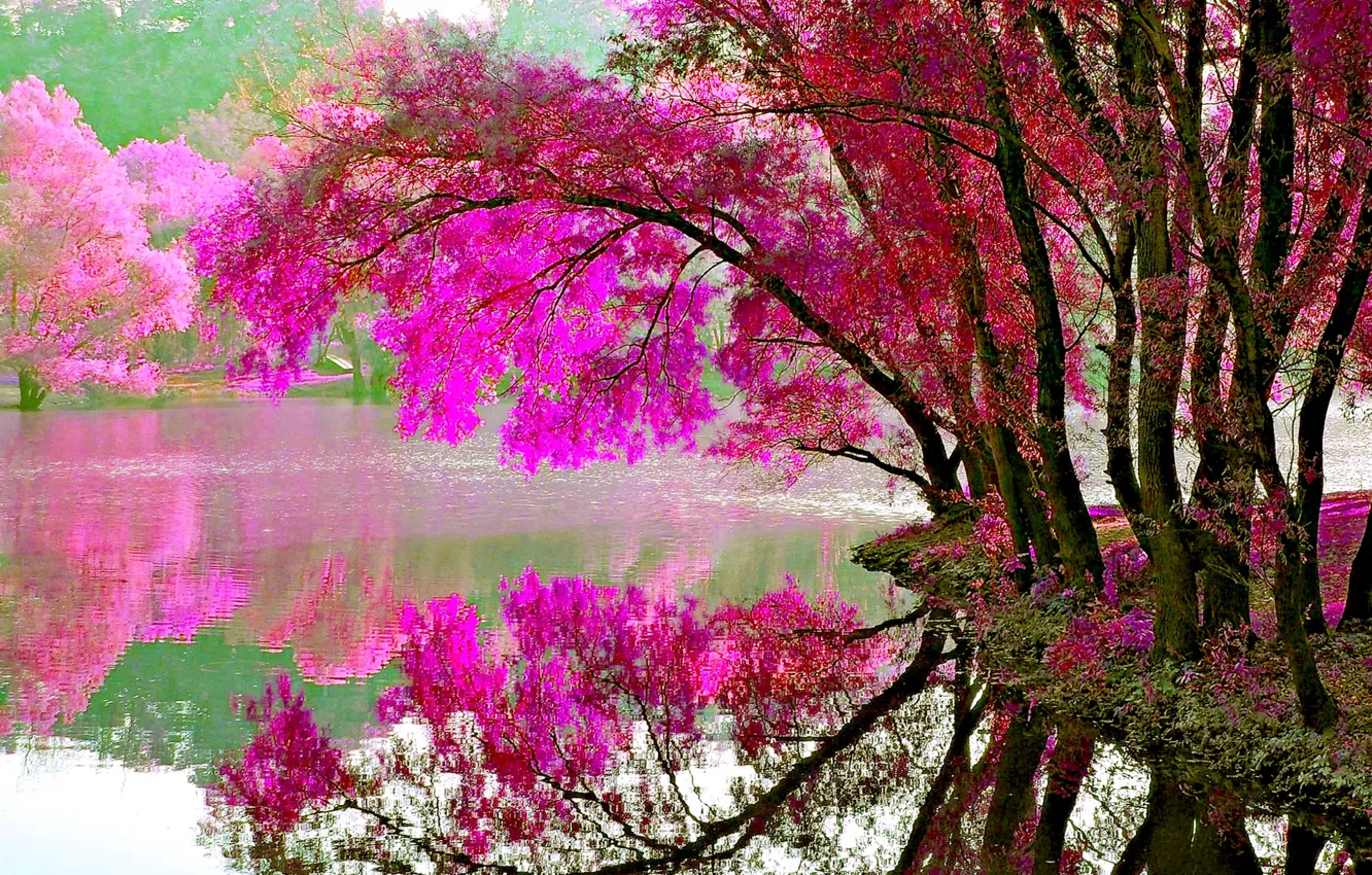 Фото обои осень, листья, деревья, озеро, краски, цвет