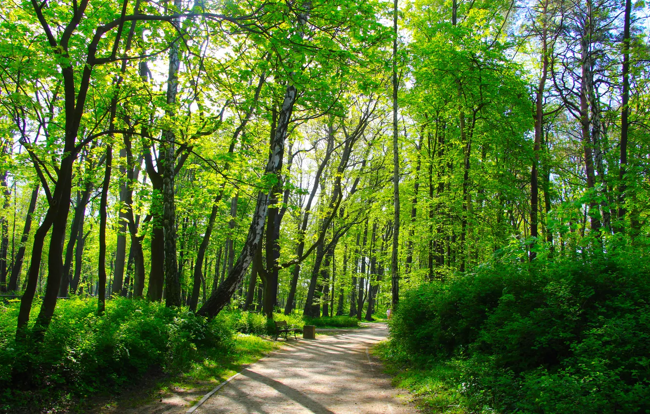 Фото обои trees, park, spring, alley