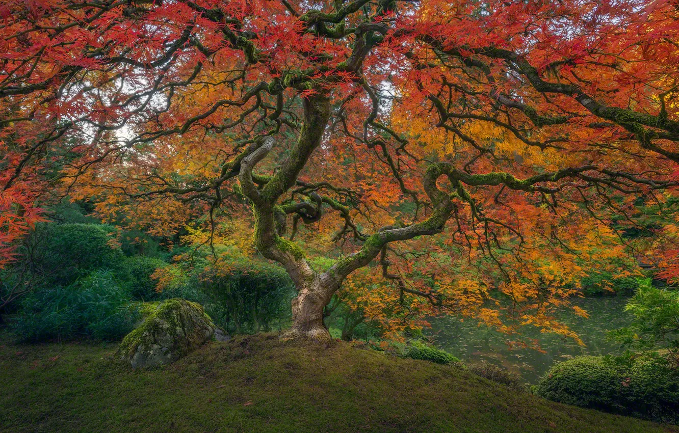 Фото обои colorful, USA, grass, Oregon, nature, Portland, park, autumn