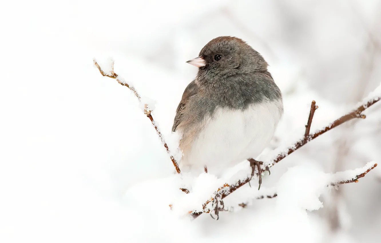 Фото обои зима, взгляд, снег, ветки, птица, белый фон, серая