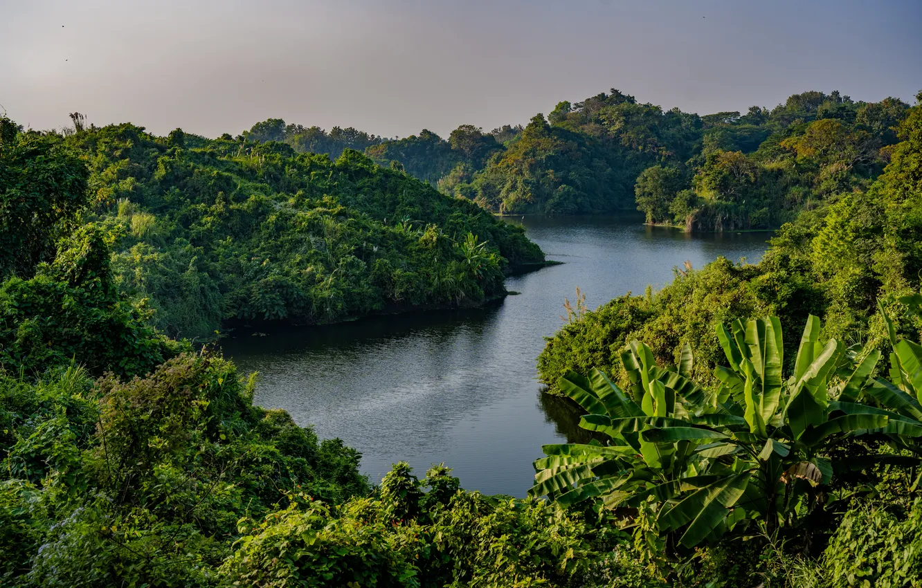 Фото обои Природа, Лес, jungle, Реки, Bangladesh