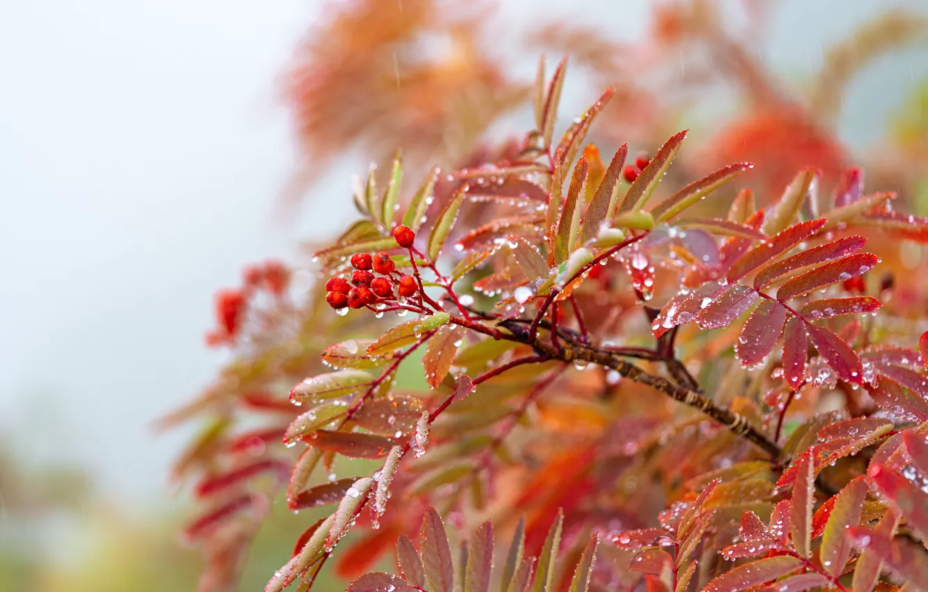 Фото обои осень, листья, капли, ягоды, ветка, рябина