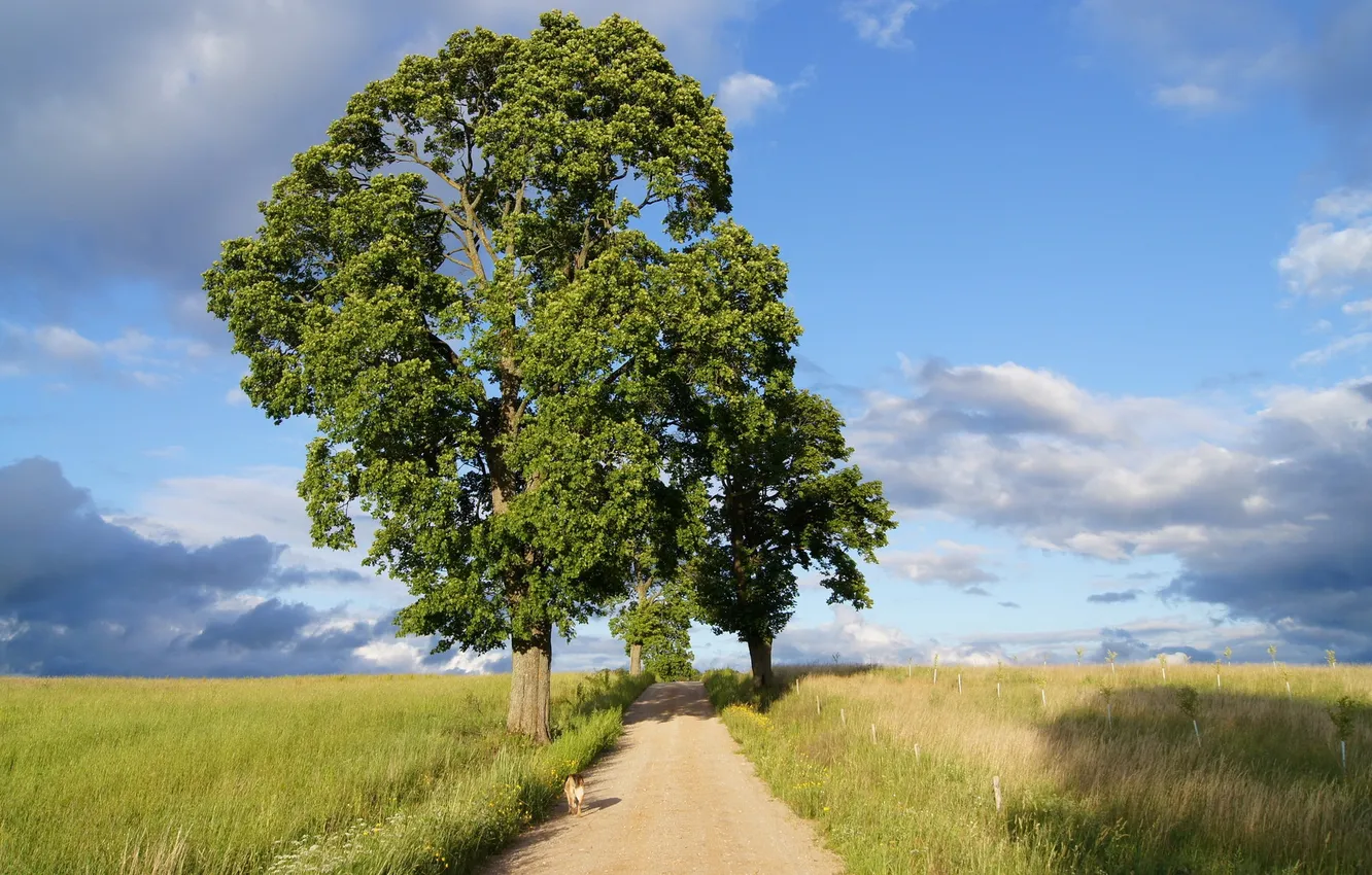 Фото обои дорога, пейзаж, дерево
