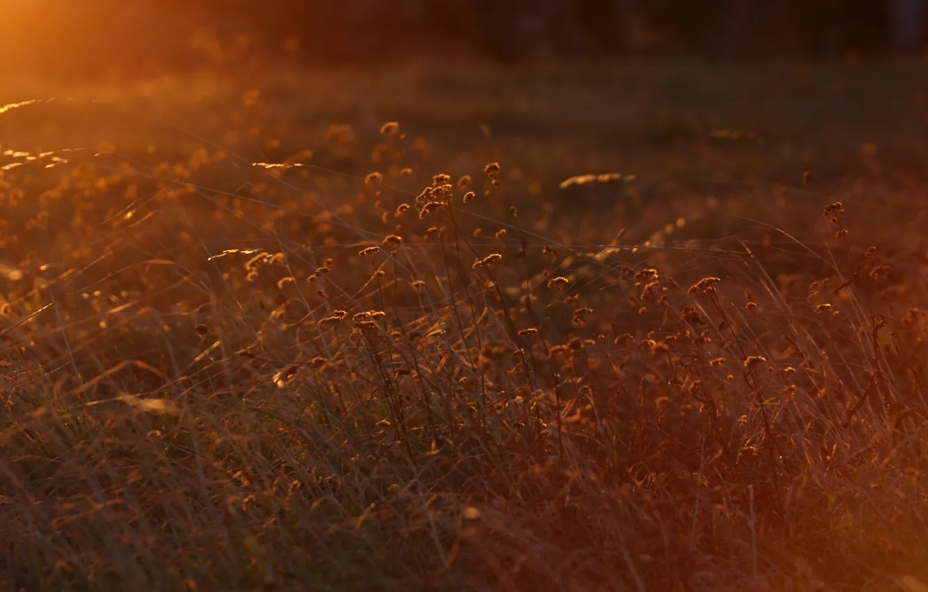 Фото обои трава, солнце, макро, свет, закат