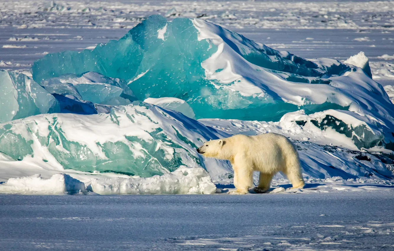Фото обои зима, свет, снег, голубой, берег, лёд, ледник, медведь