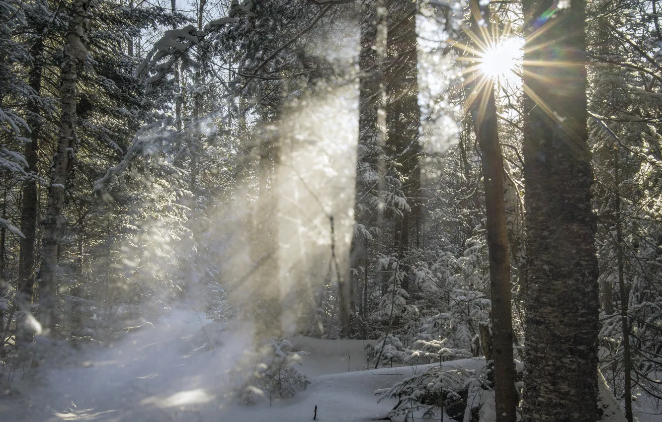 Фото обои зима, лес, солнце, лучи, деревья