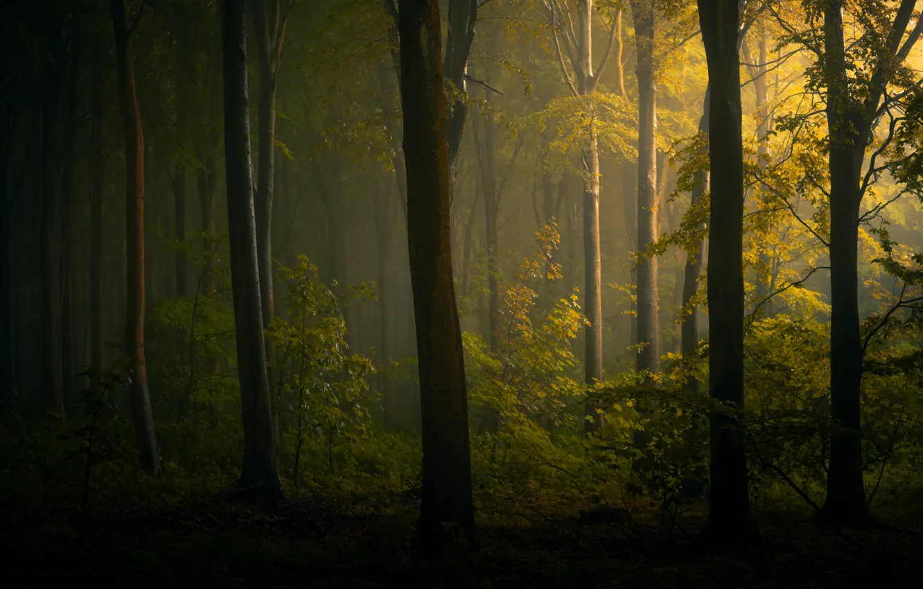 Фото обои осень, лес, свет, деревья, туман, ветви, листва