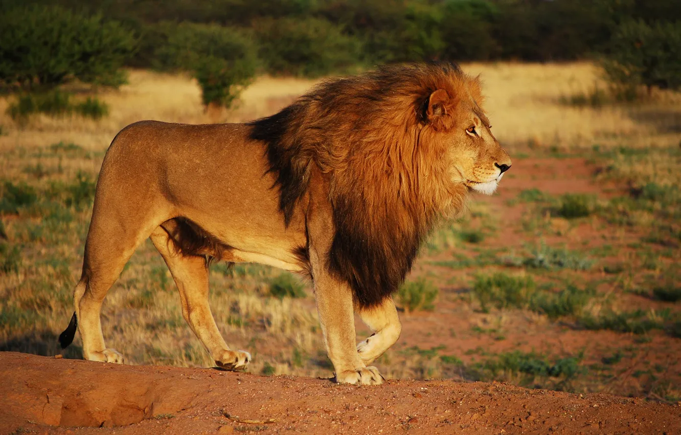 Фото обои взгляд, поза, жара, лев, саванна, Африка, дикая кошка, дикая природа