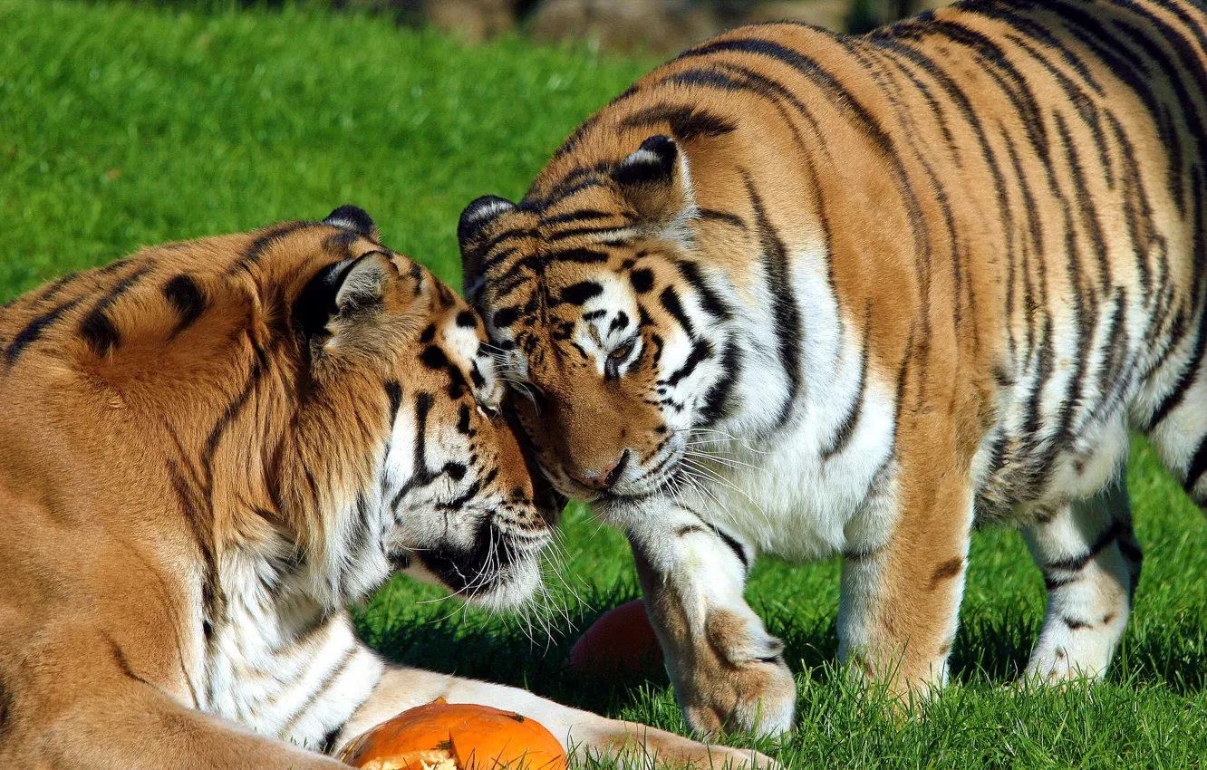 Фото обои тигр, отдых, пара, ласка, амурский