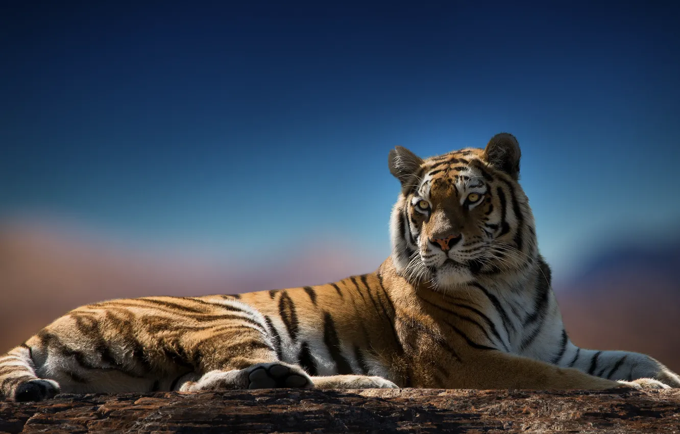 Фото обои взгляд, тигр, хищник, окрас