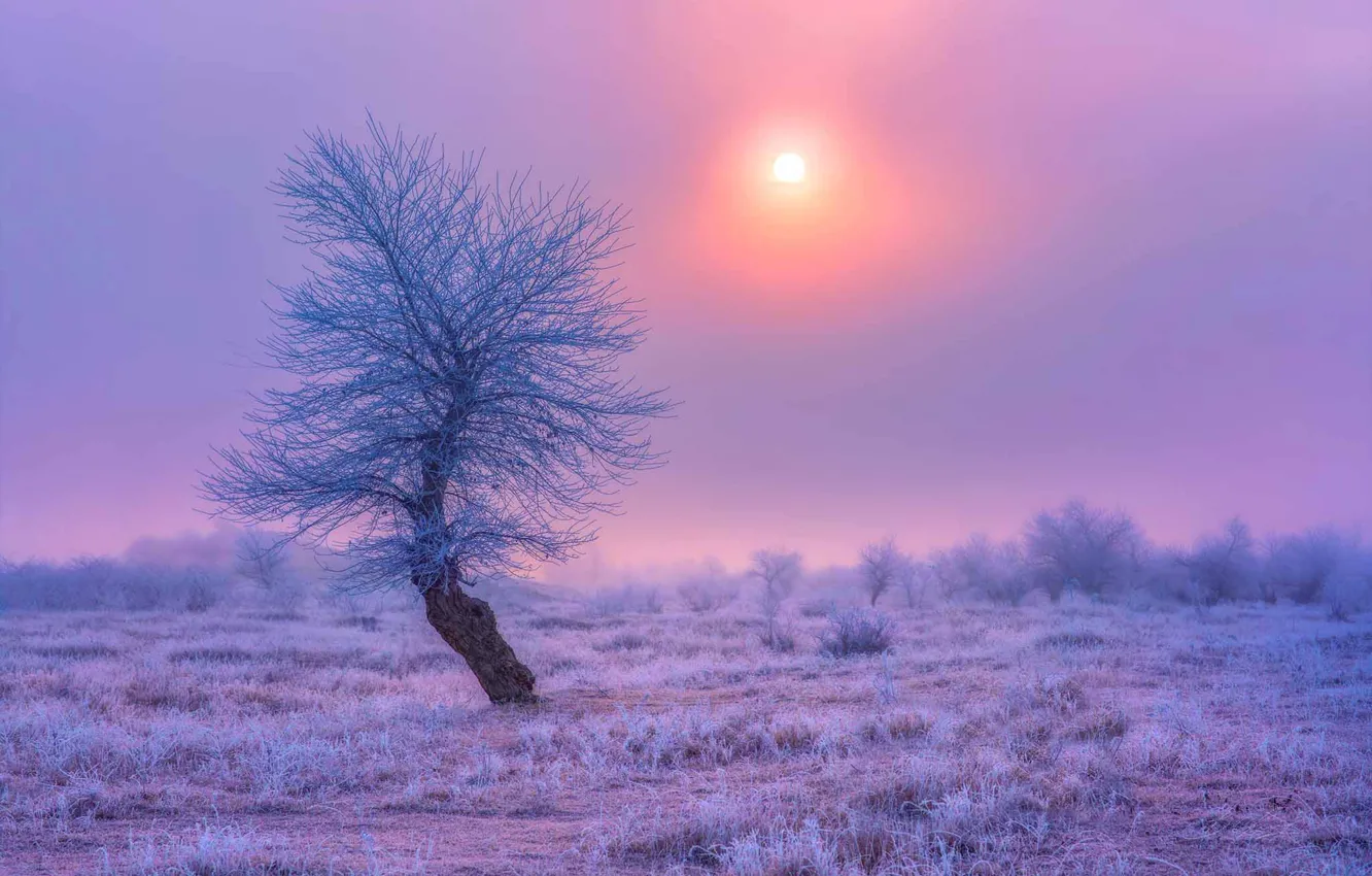 Фото обои nature, tree, sun