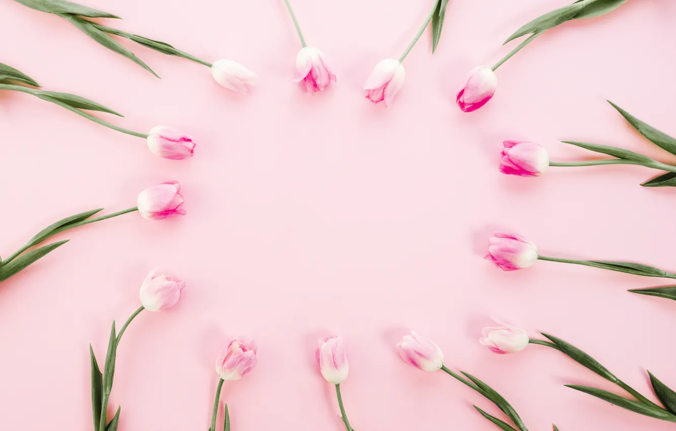 Фото обои цветы, тюльпаны, розовые, pink, flowers, tulips, spring