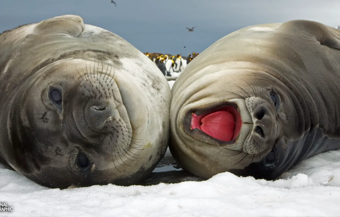 Фото обои National Geographic, animals, snow, seals, two black sea lions
