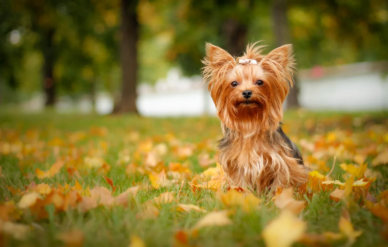 Фото обои осень, листья, собака, йорк, Йоркширский терьер