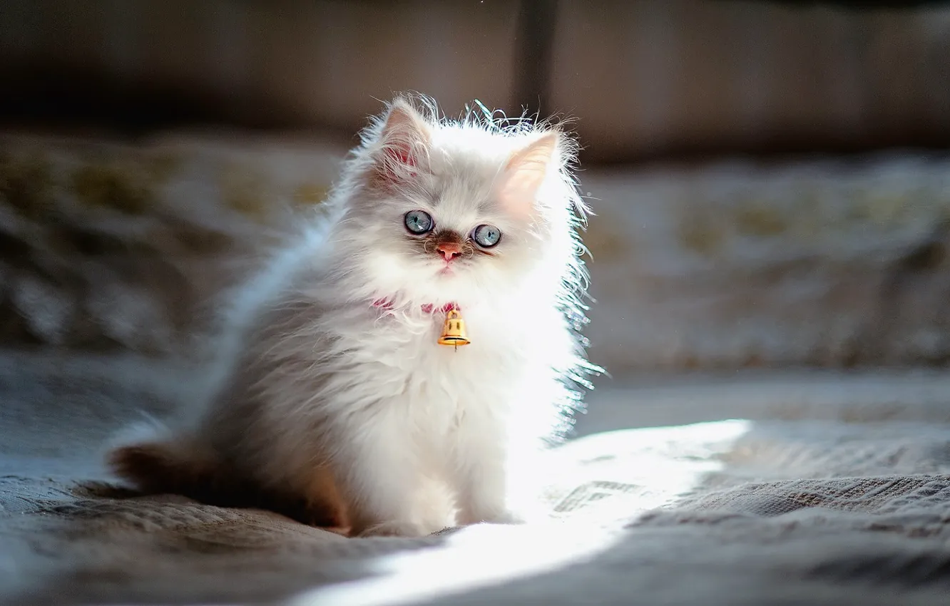 Фото обои Animals, Persian, White kitten