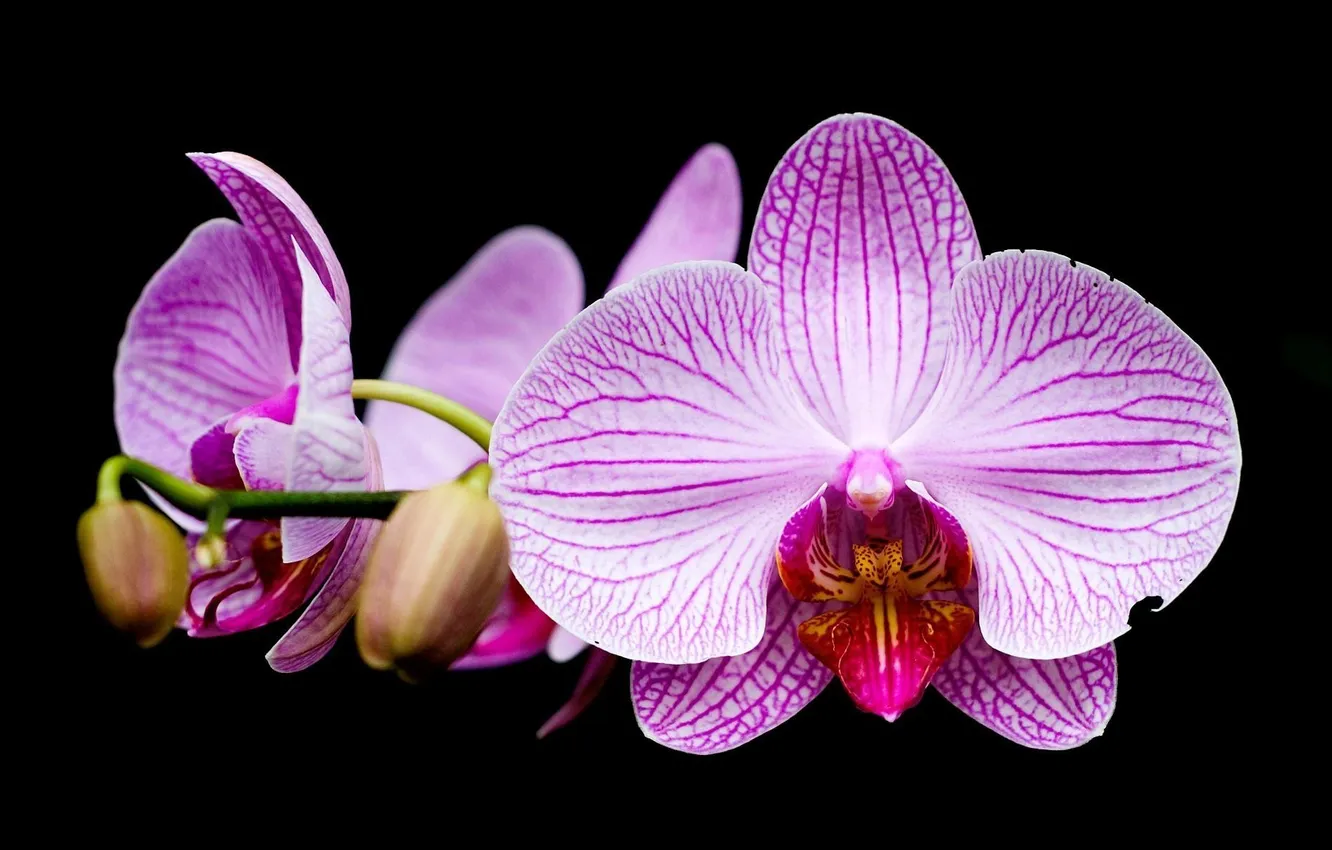 Фото обои черное, Орхидея, сиреневое