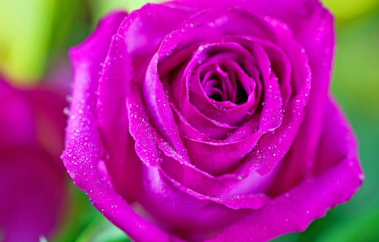 Фото обои цветок, капли, макро, розовый, роза, лепестки