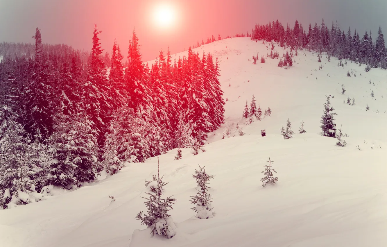 Фото обои зима, лес, солнце, снег, деревья, закат, холм