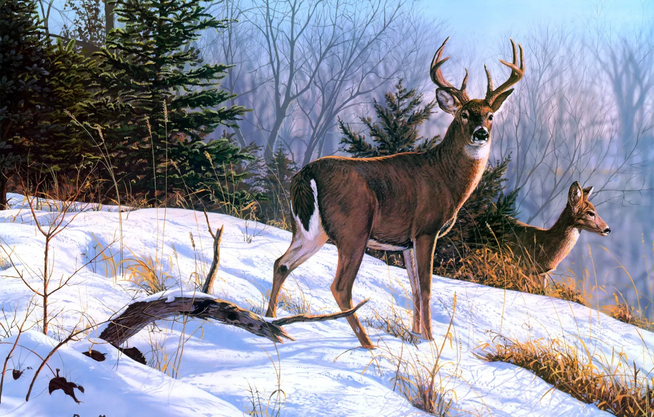 Фото обои зима, животные, снег, ель, живопись, олени, On the Ridge, Bruce Miller