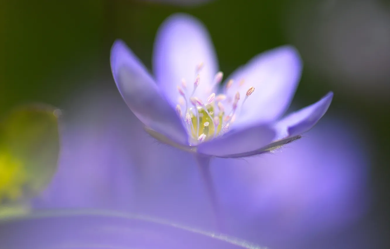 Фото обои цветок, синий, один, фокус, серединка, розмытость