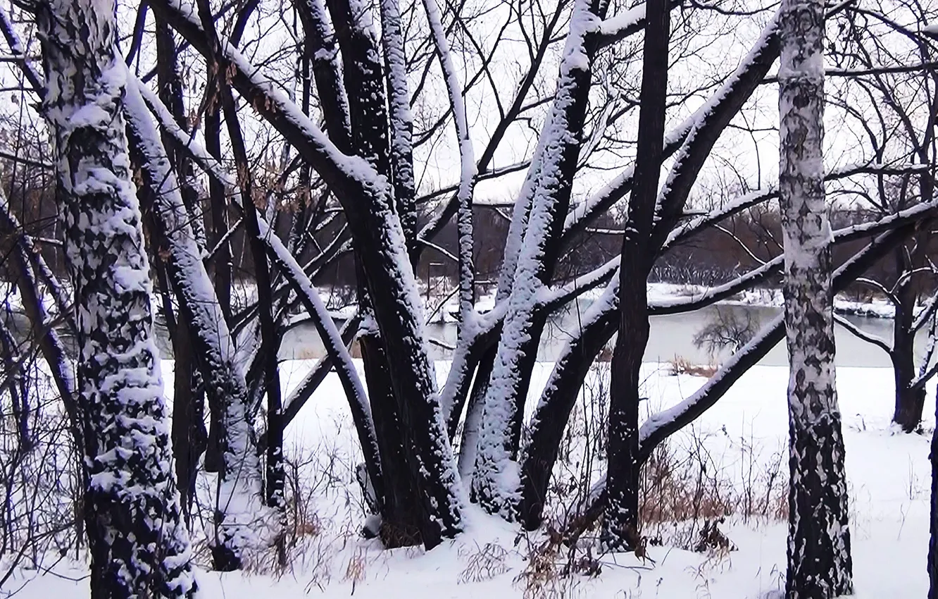 Фото обои зима, деревья, обои, стволы, Фон