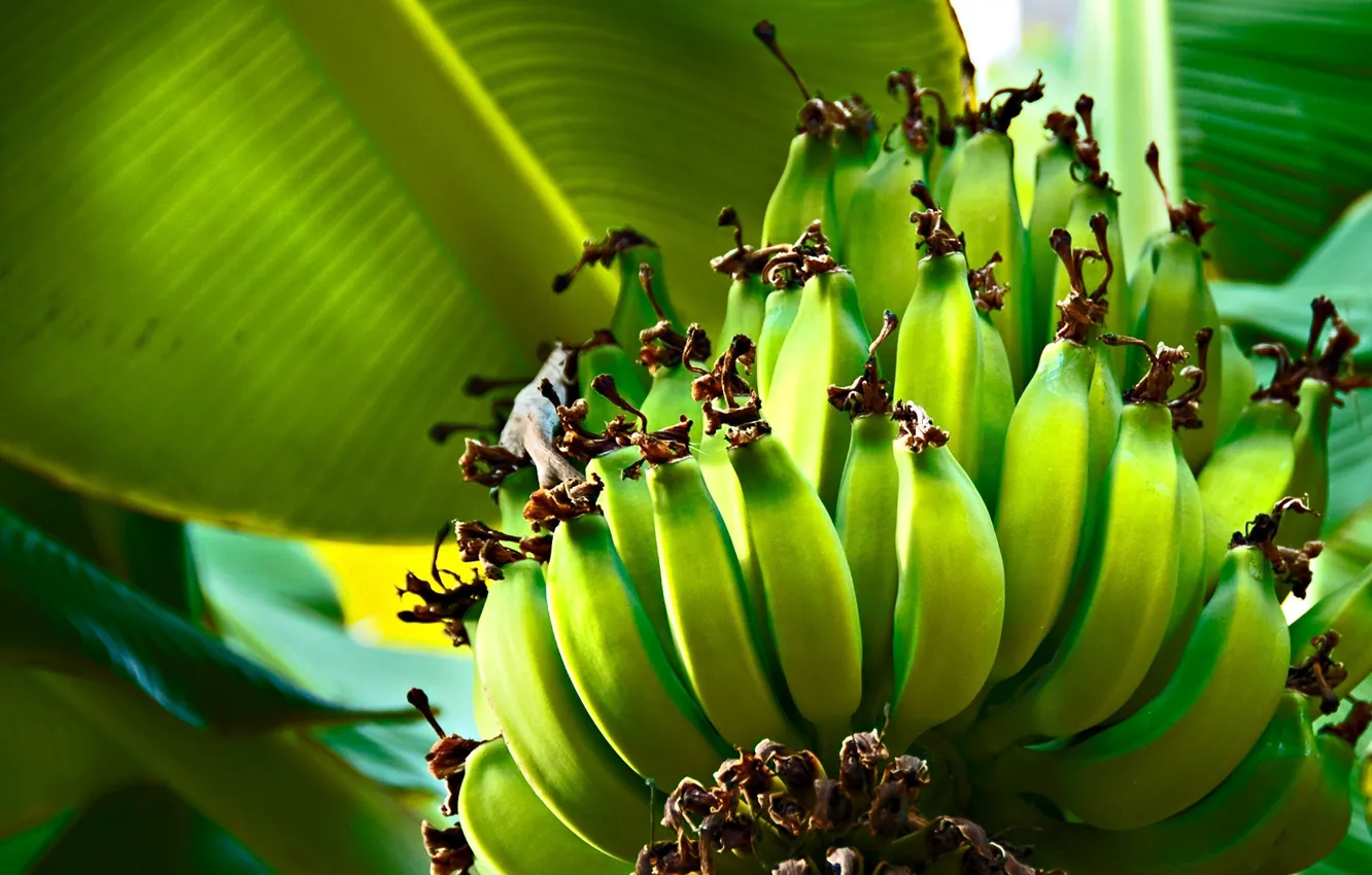 Фото обои листья, дерево, green, бананы, зелёный, bananas