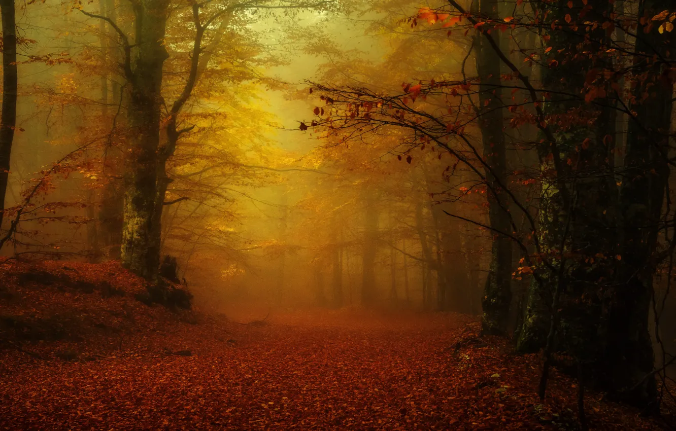 Фото обои осень, лес, туман, парк, аллея, листопад, золотая осень