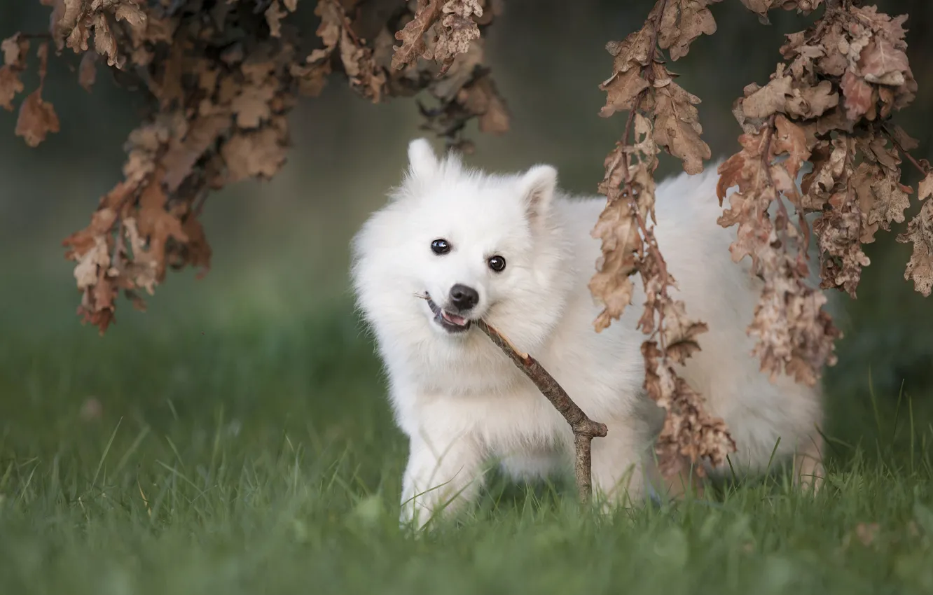 Фото обои листья, ветки, собака, белая, мордашка, шпиц