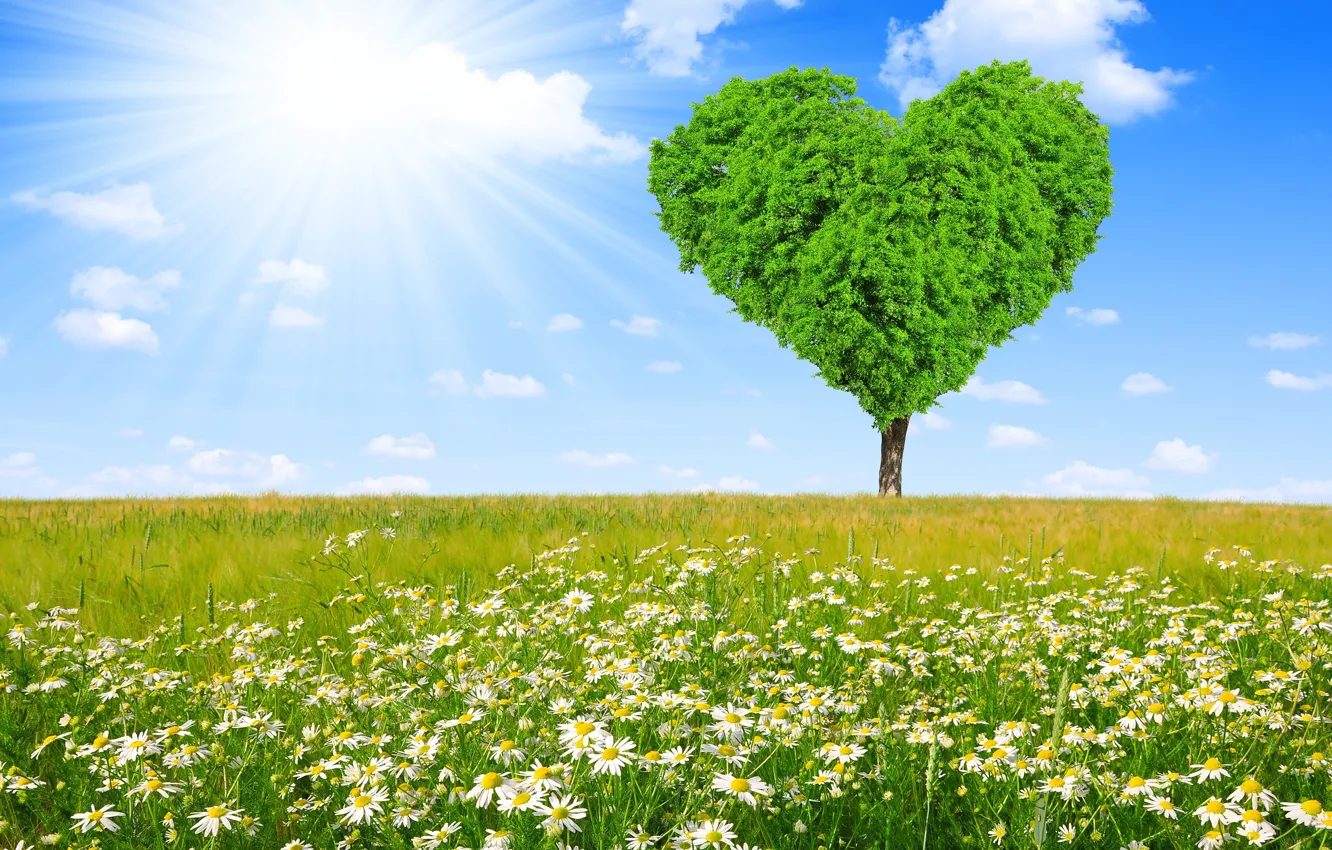 Фото обои поле, дерево, сердце, ромашки, весна, луг, love, sunshine
