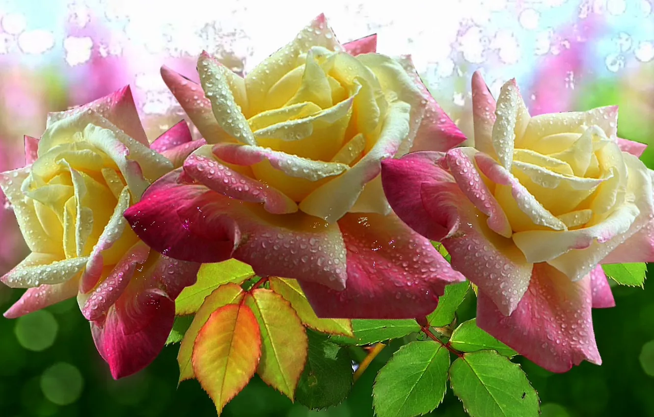 Фото обои блики, розы, Цветы, красиво, розовые, супер