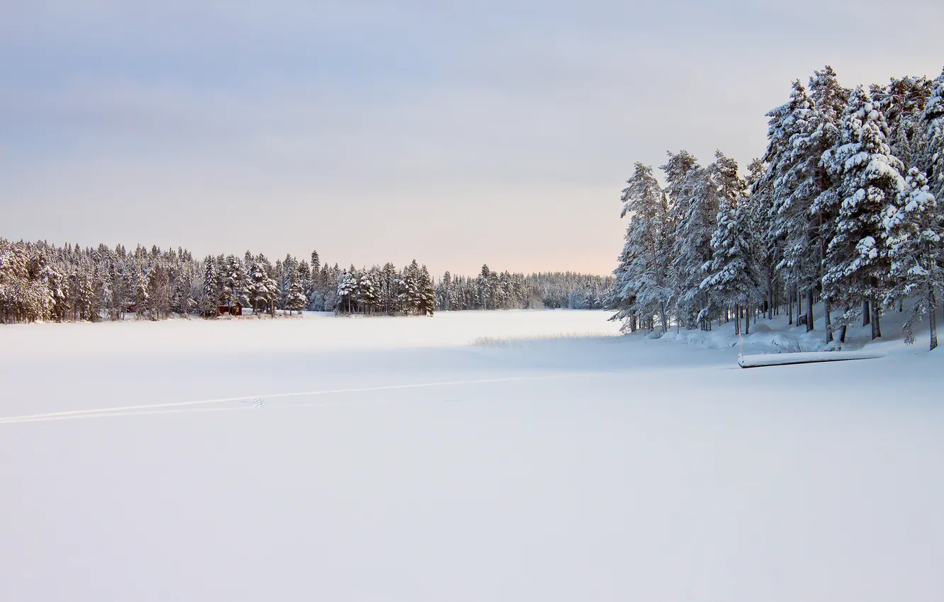 Фото обои зима, снег, деревья, природа, Sweden, Norrbotten