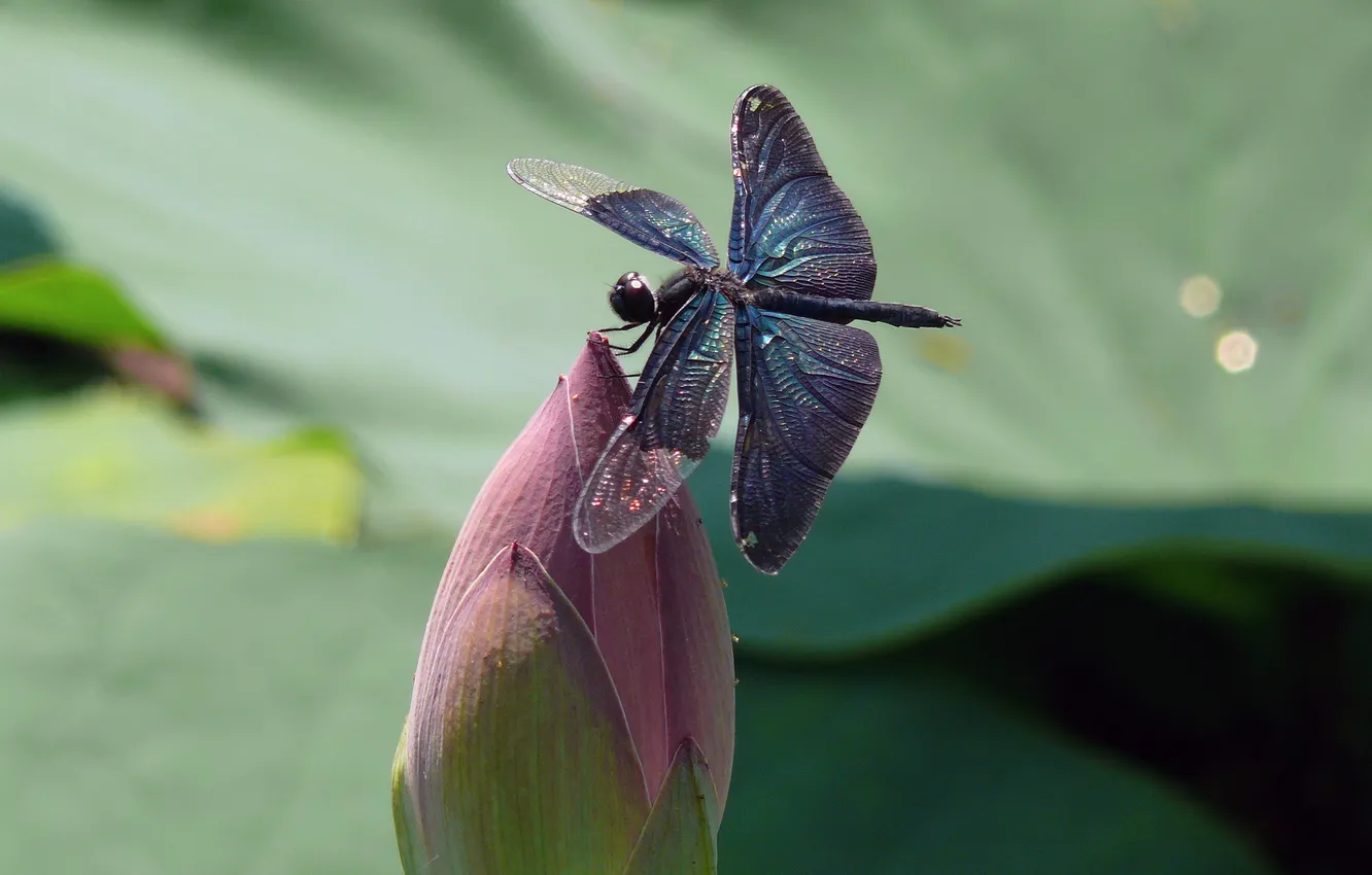 Фото обои цветок, природа, крылья, стрекоза, насекомое