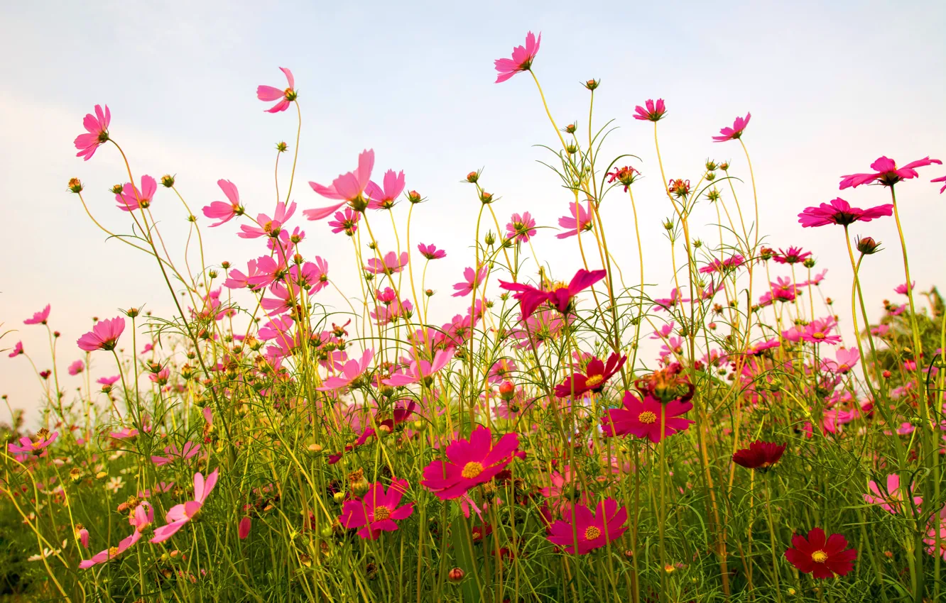 Фото обои поле, лето, цветы, summer, розовые, field, pink, flowers