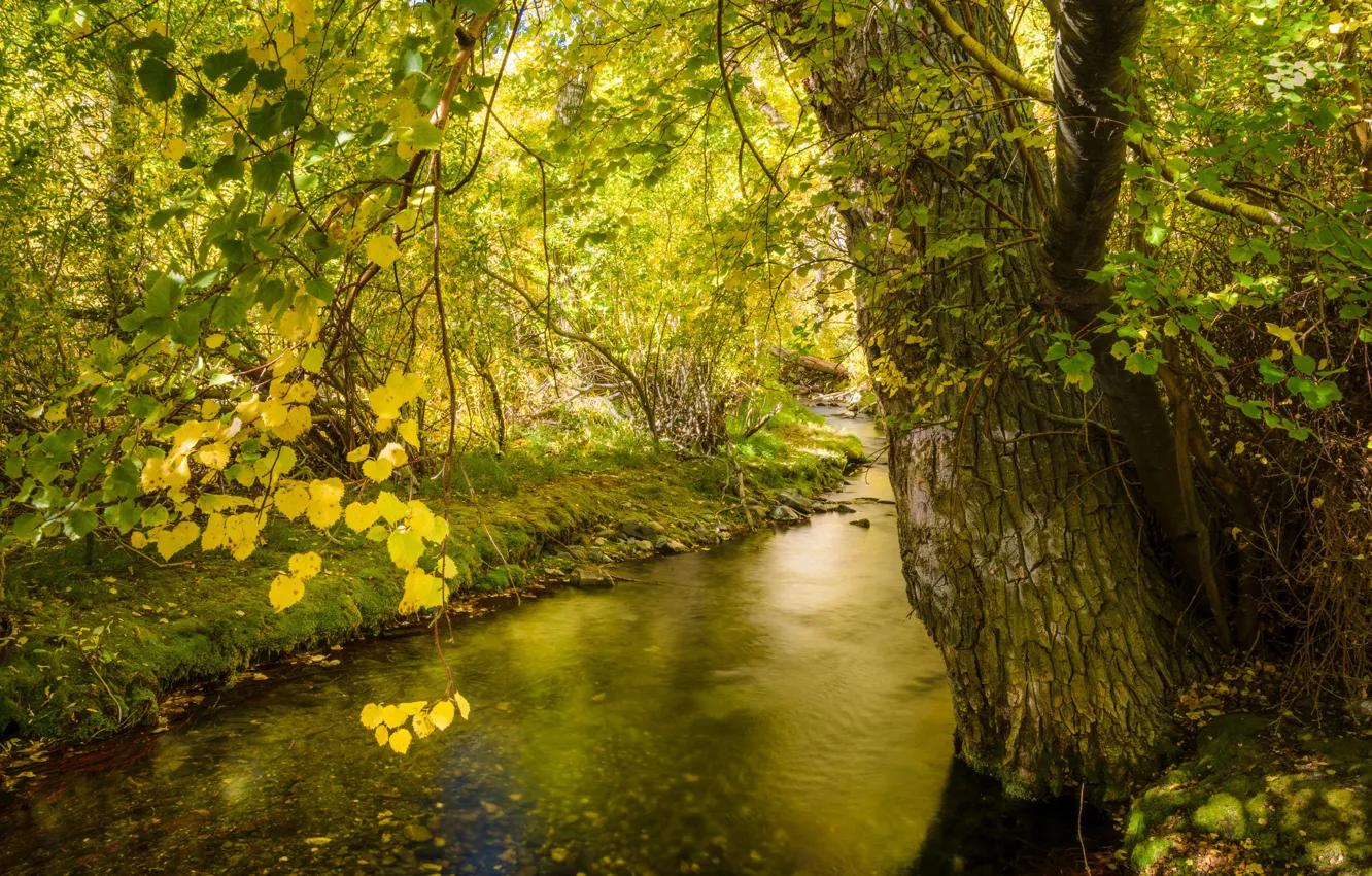 Фото обои осень, лес, листья, деревья, река, ручей
