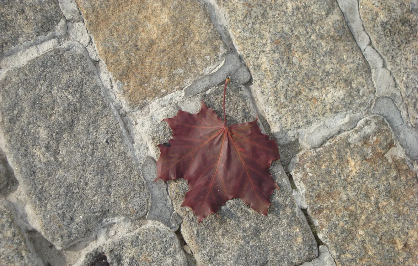 Фото обои осень, лист, большой город