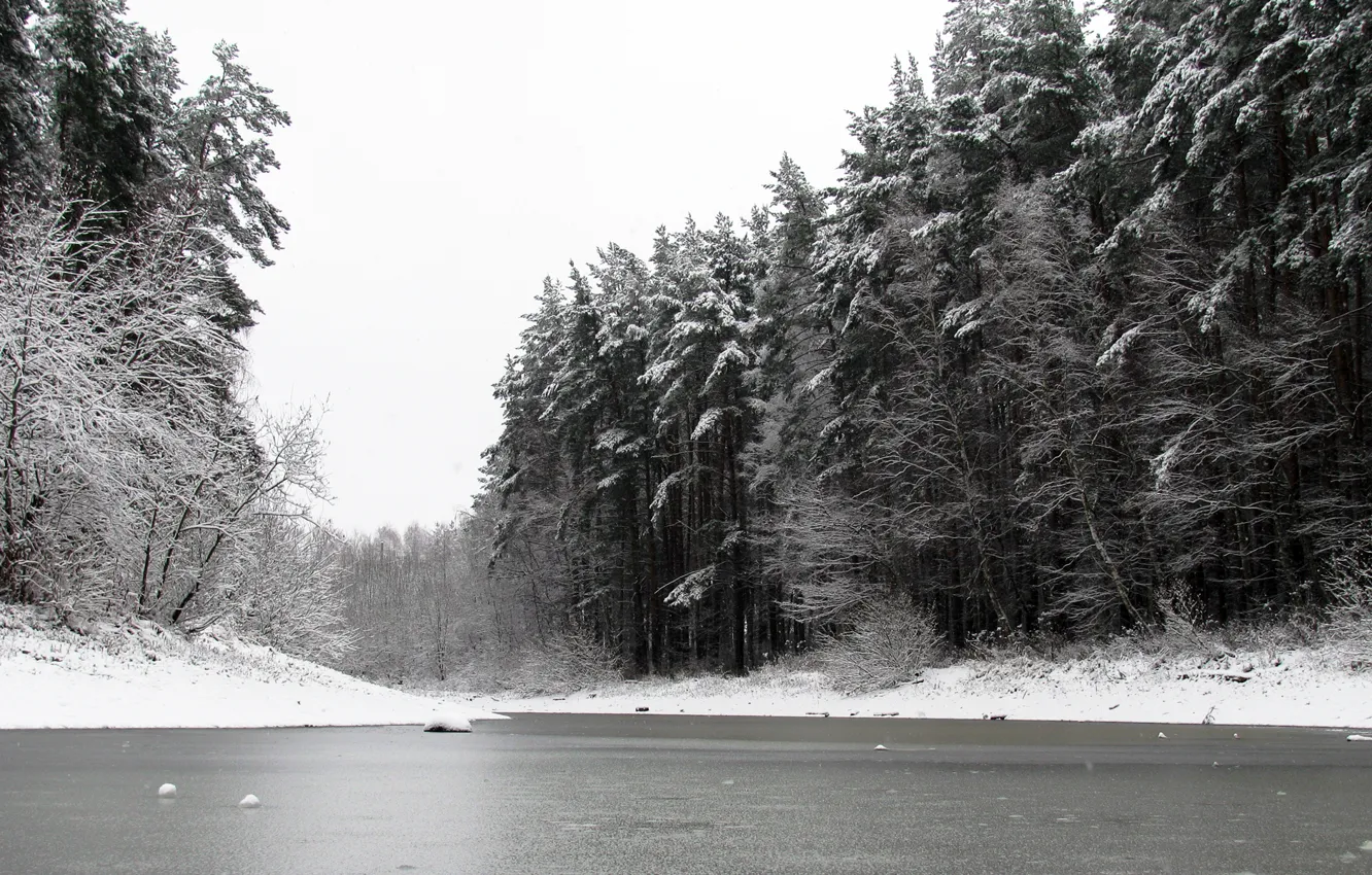 Фото обои зима, лес, снег, природа, пруд, сосны